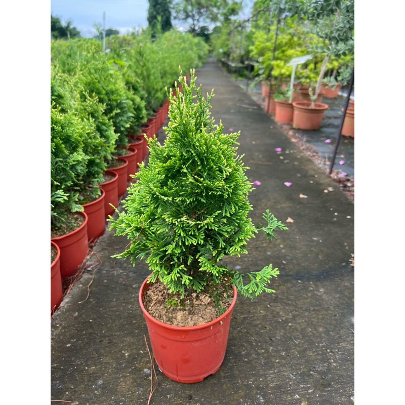 麝香柏 5吋盆 唯一有麝香味的柏樹 | 蝦皮購物