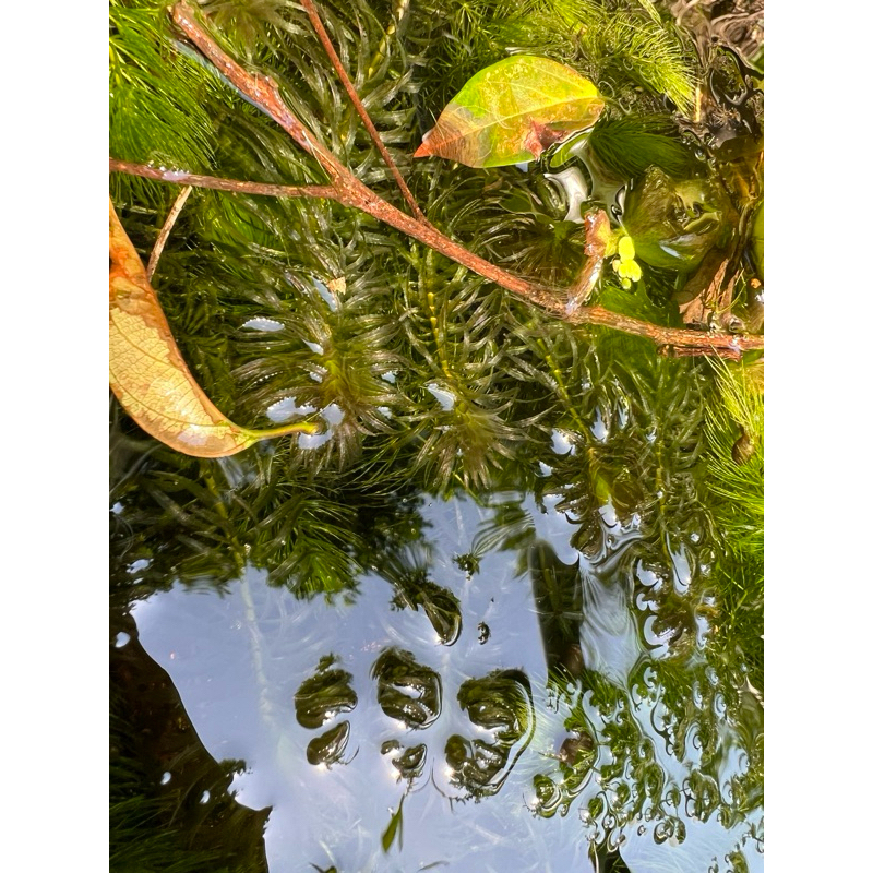30CM陰性水草主體沉木水景開缸，附帶水草種植技巧說明|30cm waterscape production. Water grass  planting skills.