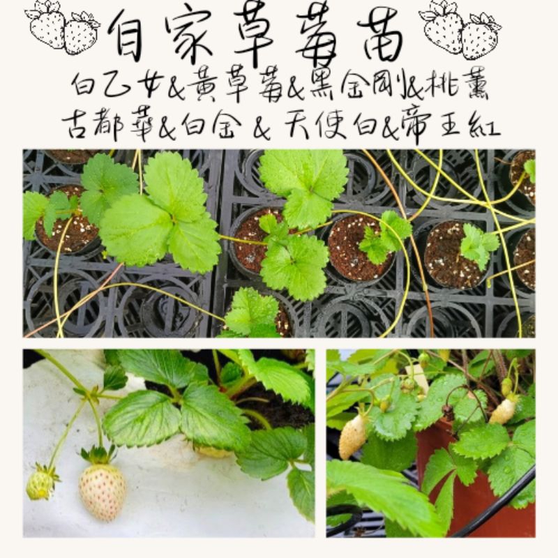 自家草莓苗（白乙女&黃草莓&桃薰&黑金剛&雪兔&白金&古都華&天使白&帝王紅&水蜜桃&紅花） 2.5寸盆走莖草苺苗 蝦皮購物