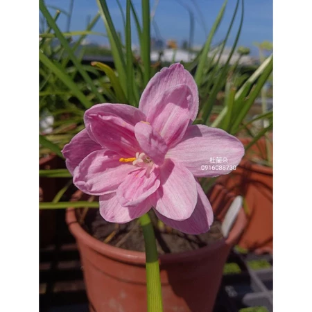 杜蘭朵 頂上花藝