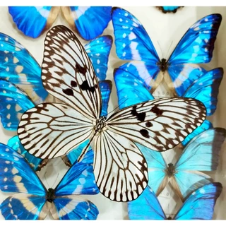 蟲新發現蝴蝶藝品館, 線上商店| 蝦皮購物