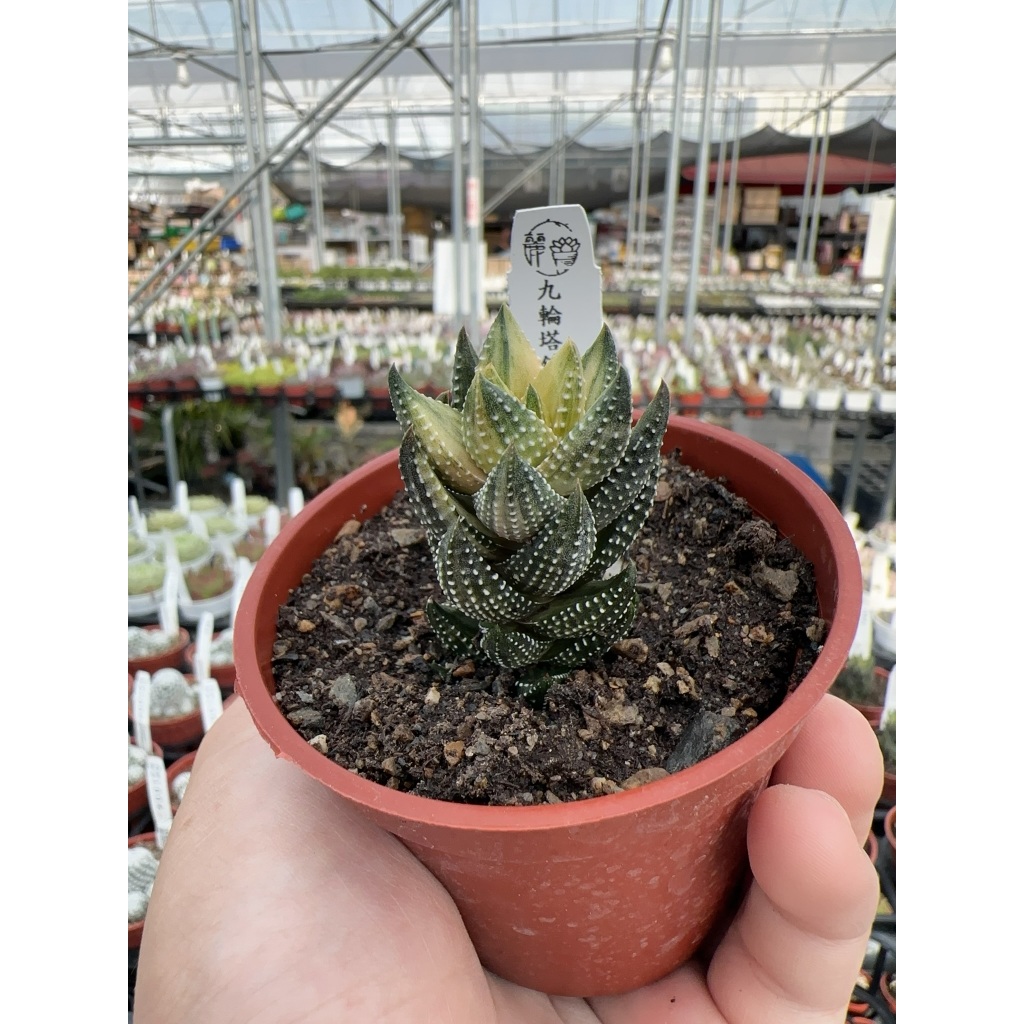 麗加-九輪塔錦-稀有夢幻植物-農場首釋、數量有限售完為止、挑錦漂亮的