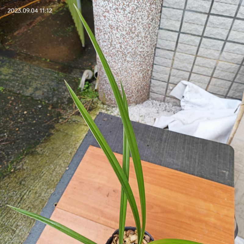 佳林蘭園國蘭寒蘭【明山玉】 | 蝦皮購物