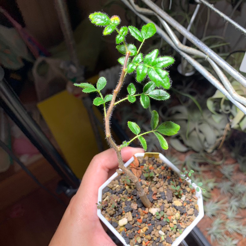 實生羽葉沒藥/滔天橄欖 Commiphora monstruosa 三寸盆 含盆寄送 | 蝦皮購物