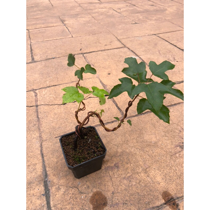 黃楓｜豆盆/小品盆栽⋯ | 蝦皮購物