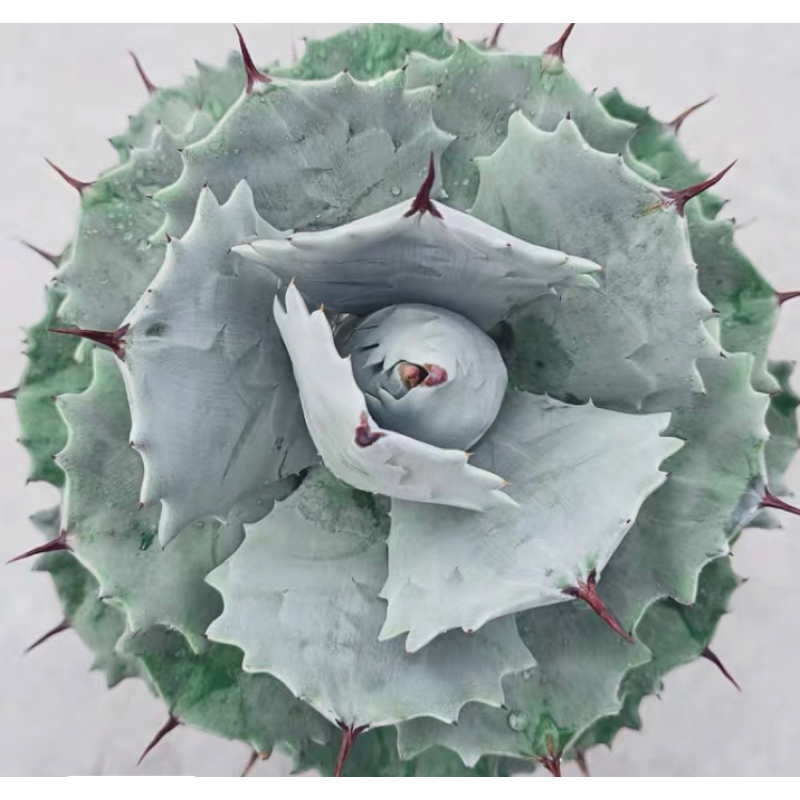 アガベ イシスメンシス 白銀甲蟹 親株 On The Plants 速報Vol.2 アガベ