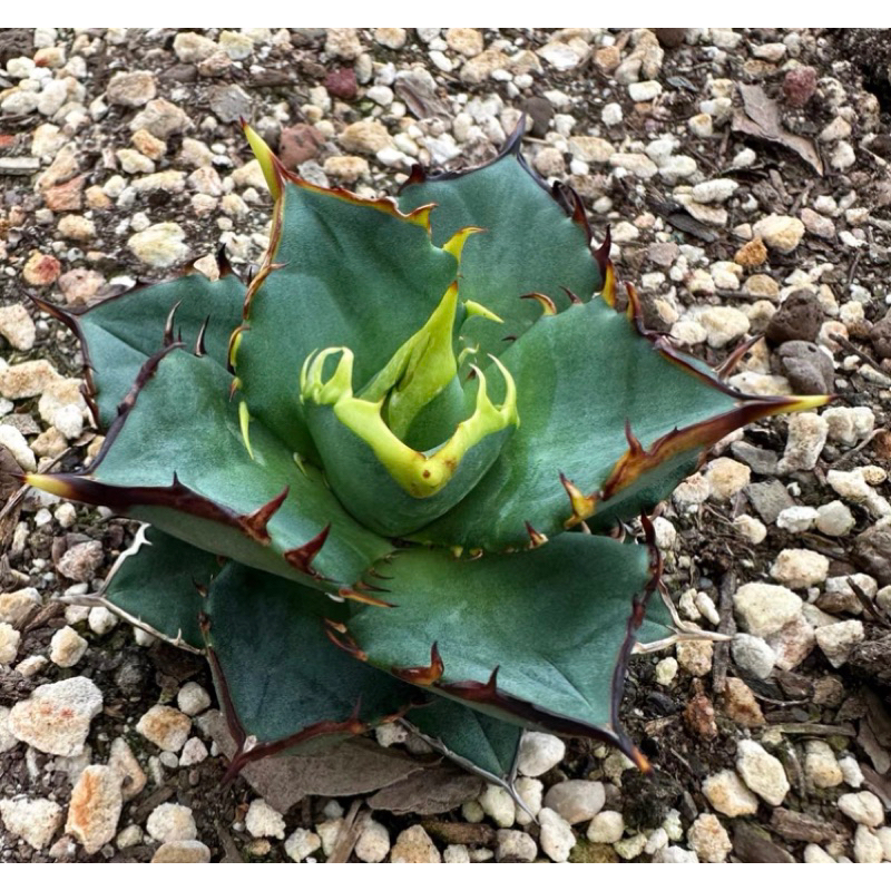 Agave titanota 龍舌蘭「可批發」｜ titanota 'kojima white thorn