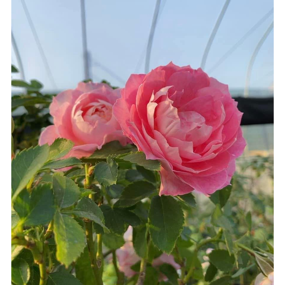 海神王 Neptune King Terrazza_長勢極慢、不適合沒耐性的花友、適合陽台族、短枝開花_請先私聊有無貨, | 蝦皮購物
