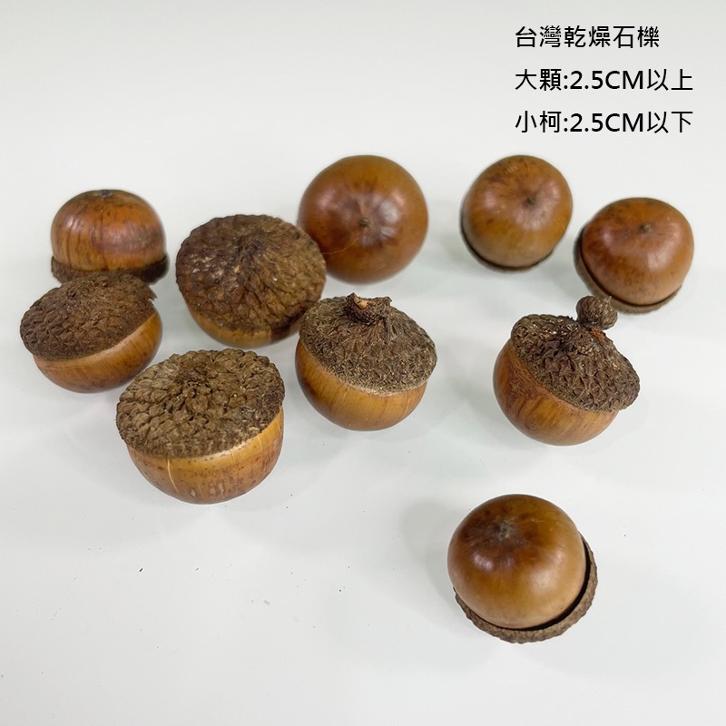 2-4cm 超可愛橡果 橡樹果實 核果橡栗栗果 櫟果殼斗科 乾燥花 冰原歷險記花圈 拍照道具 | 蝦皮購物
