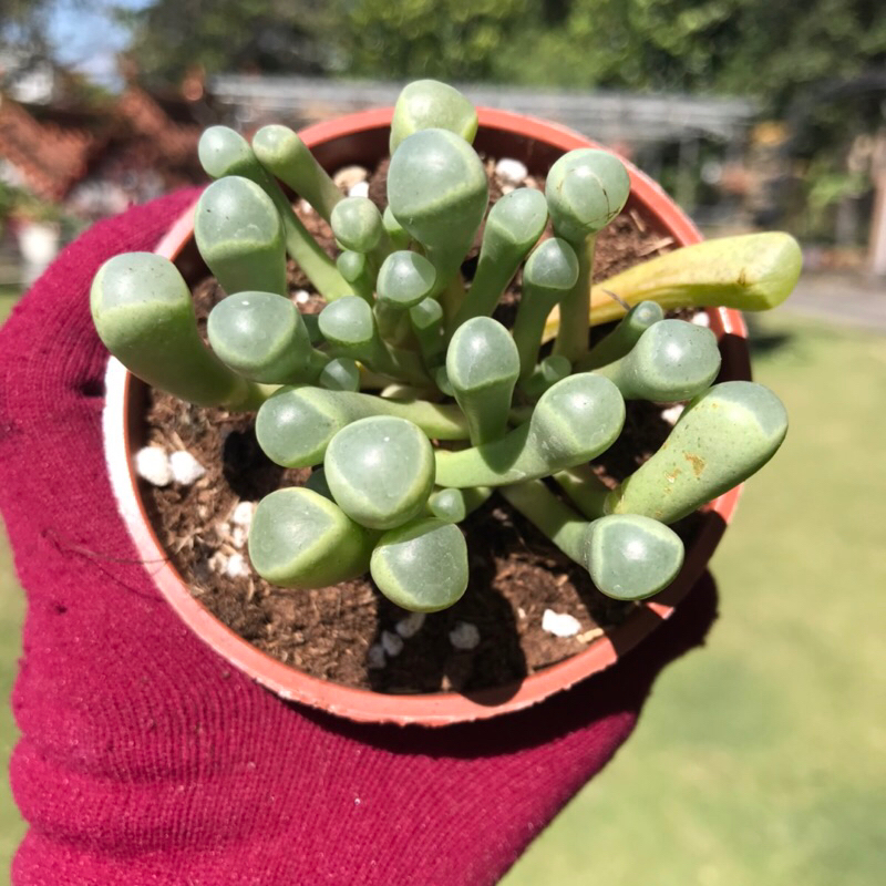 多肉植物🌵【五十鈴玉】3吋盆｜療癒｜穩根(每盆都有葉片裂開痕跡，葉片