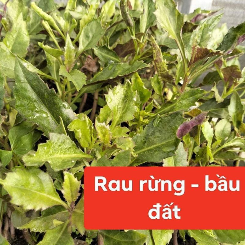 Cây rau Bầu Đất cây giống | 蝦皮購物