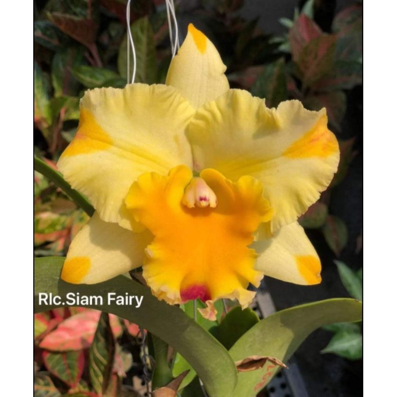 大眾蘭園 嘉德利雅蘭 Rlc.Siam Fairy 泰國品種 | 蝦皮購物