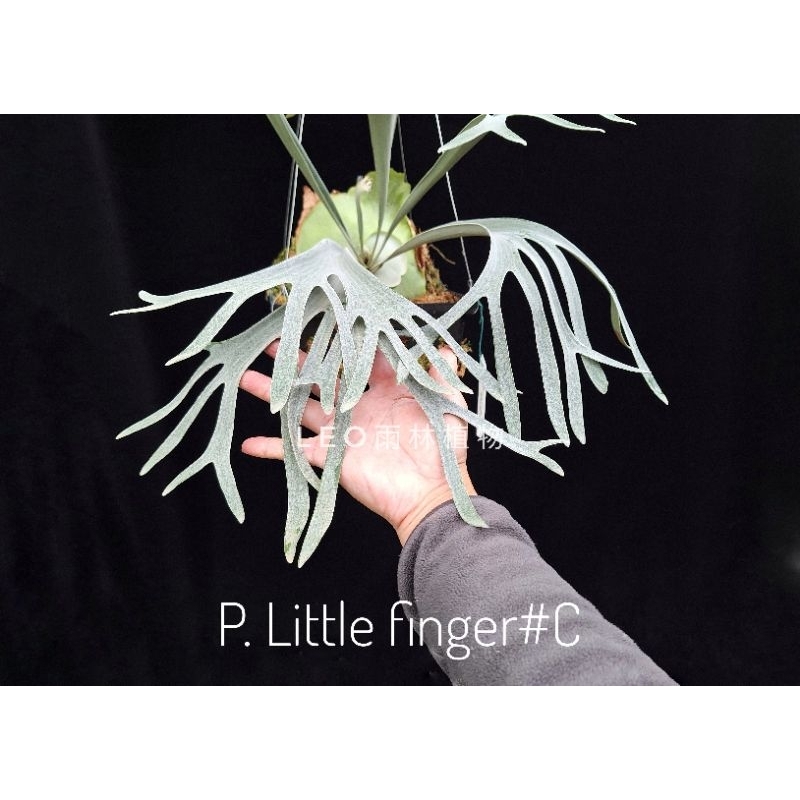 LEO雨林植物》P. Little finger#C​ 鹿角蕨| 蝦皮購物