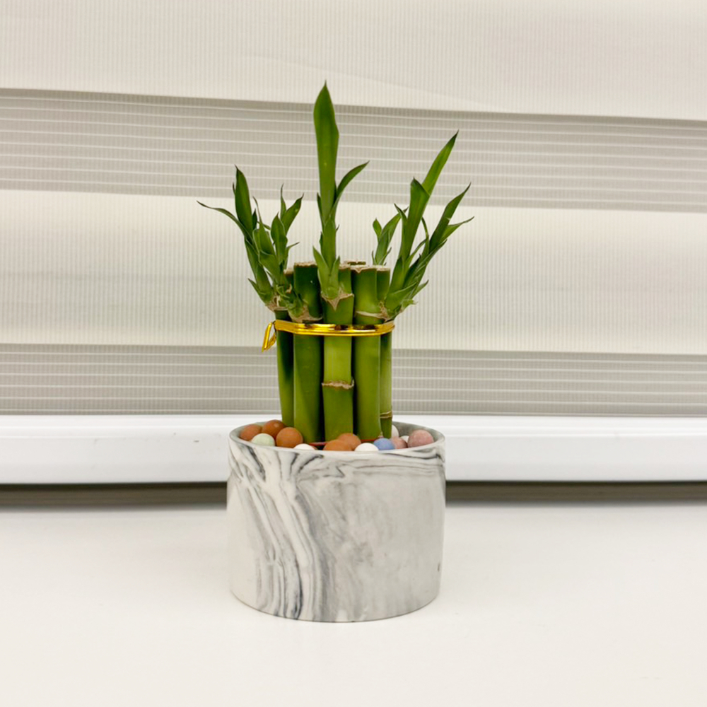 【一畝禾】現貨 開運竹 萬年竹 大理石紋 北歐風 水耕盆栽 室內植物 發財樹 室內植物 懶人盆栽 盆栽 陶瓷花器 蝦皮購物