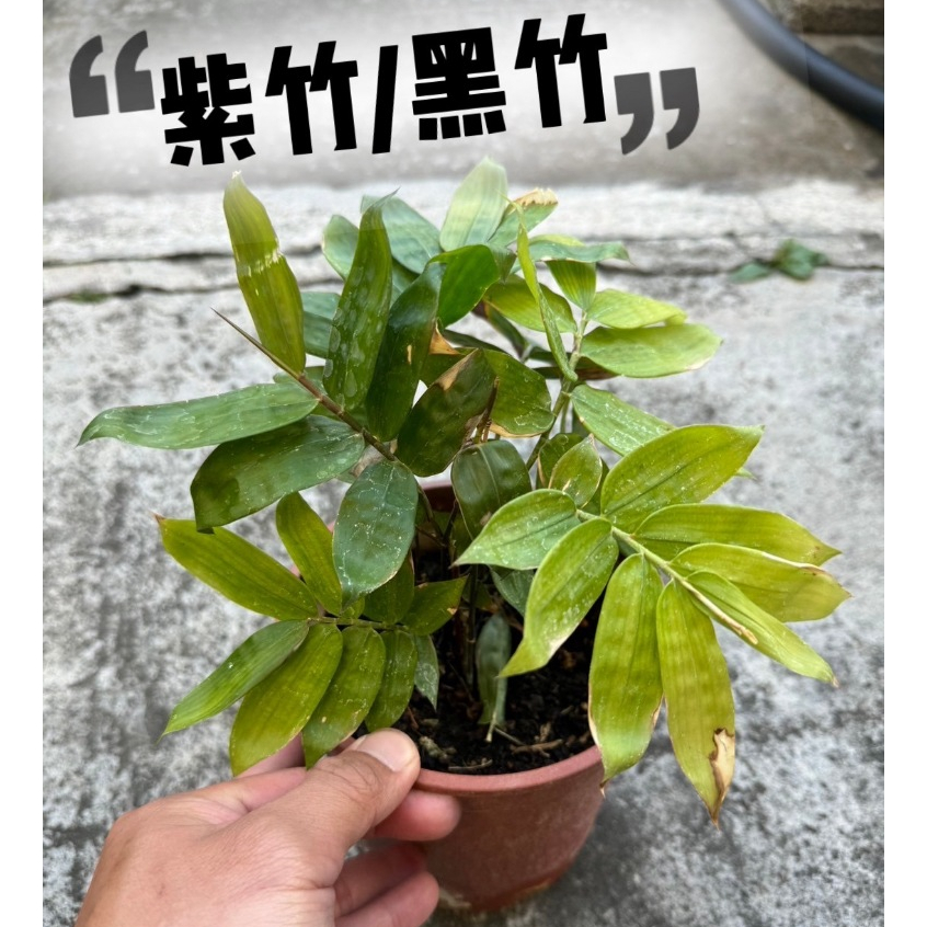 田尾玫瑰園 l 紫竹、黑竹【6吋盆 高度約25cm】國寶植物 觀葉植物 著名的庭園觀賞植栽 (田尾在地商家) | 蝦皮購物