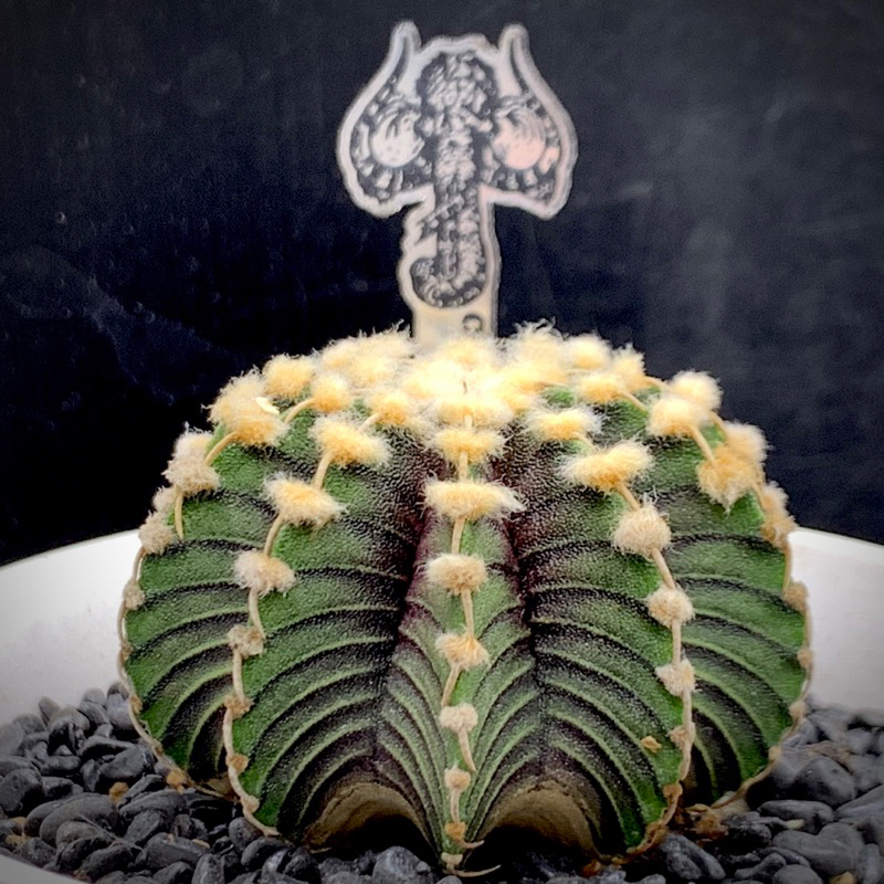 WYL仙人掌🌵Vos014a猛瑪象仙人掌（均附漂亮猛瑪象  插牌）（封面均為植物示意圖，如需詳細照片請私訊）