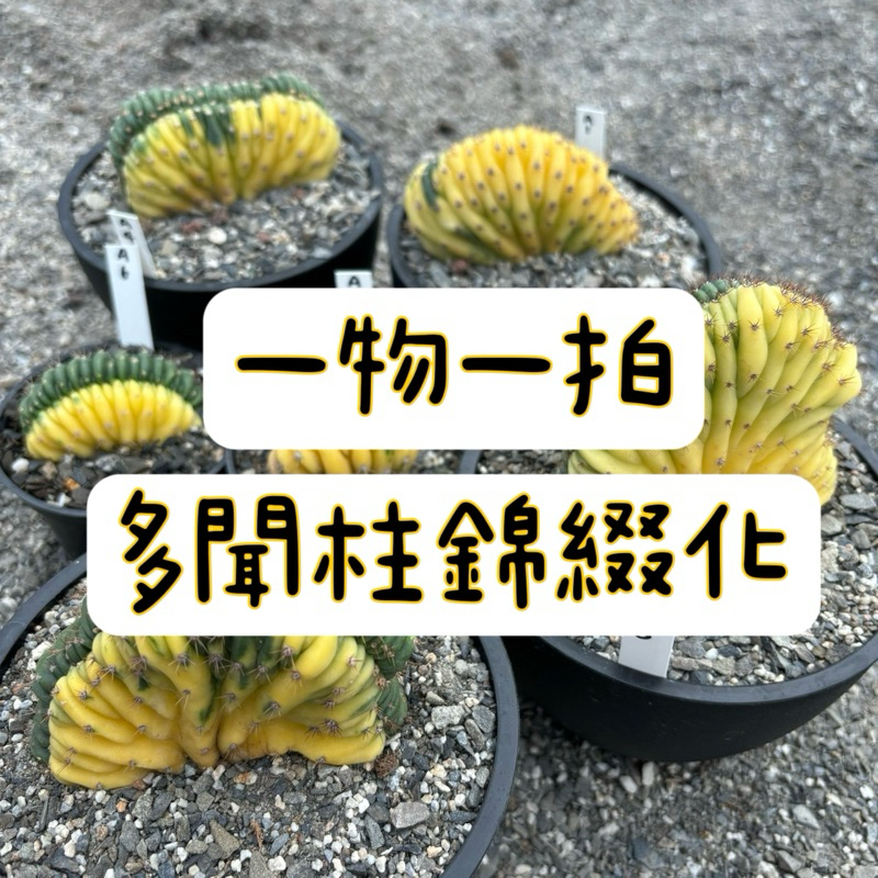 ≡植綠人生≡🌴多聞柱錦綴化🌴一物一拍📷Echinopsis pachanoi