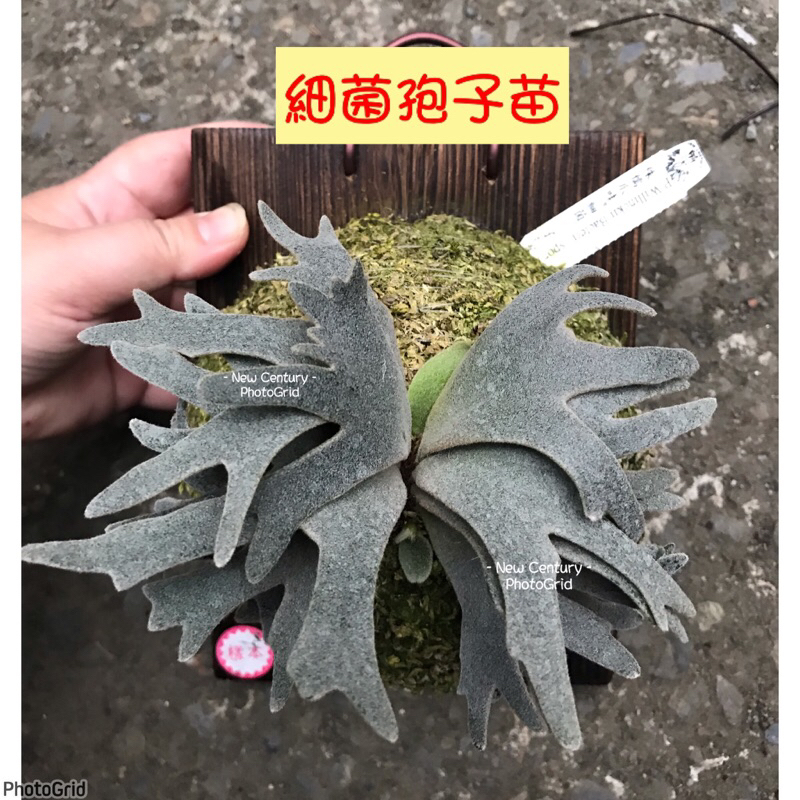 非冷房‼️細菌孢子苗細菌侏儒爪哇， P.willinckii Bacteria