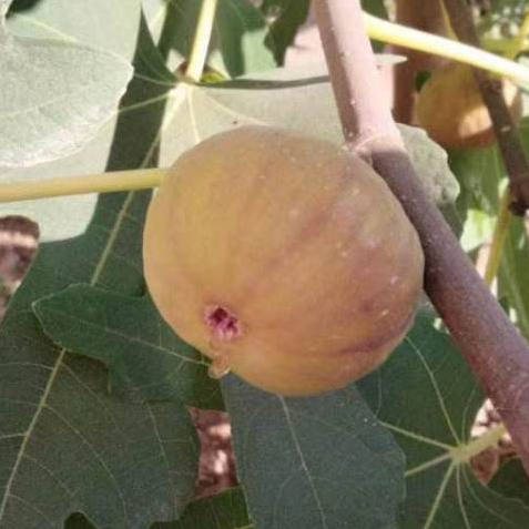 現貨（6款無花果種子200粒）巨無霸無花果日本無花果種子青皮無花果種子