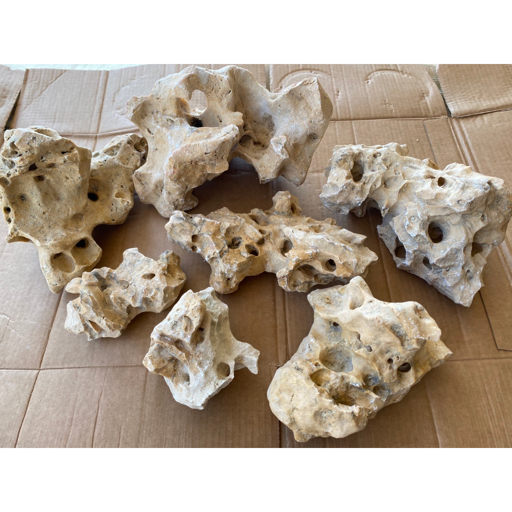 欣榮園藝299免運】美國咕咾石珊瑚石園藝造景大顆珊瑚石咕咾石珊瑚砂