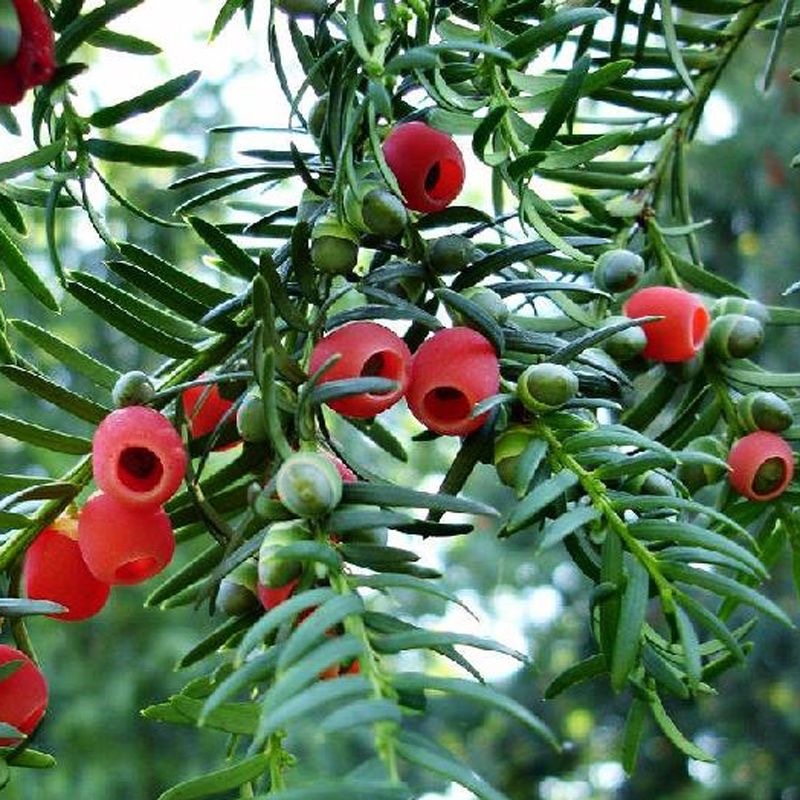 紅豆杉 Amazon.co.jp: 「紅豆杉」ハーブ（食品ではありません）雲南紅豆
