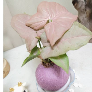 《Kamata🌈》☘️ 粉紅佳人合果芋 苔球☘️日本白斑龜 觀賞植物 好種植 手作苔球 居家小品 桌上型苔球 苔玉