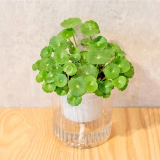 金錢草 錢幣草 銅錢草 招財草 懶人盆栽 免澆水盆栽 室內植物 觀葉植物 盆栽 辦公室小物 懶人盆栽