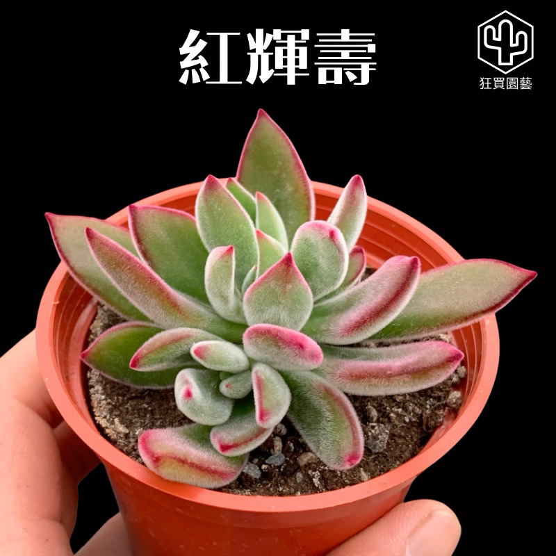 多肉植物 狂買園藝] 多肉植物紅輝壽（錦晃星） 3寸盆/小品盆栽/仙人掌/送禮小物
