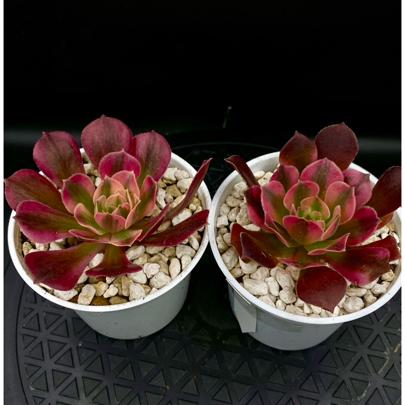 多肉植物.辛尼亚法師錦 法師系列(錦斑、紅覆輪法師) | 蝦皮購物