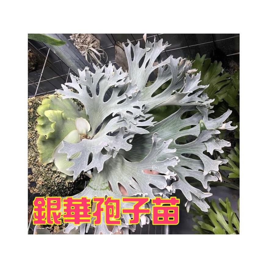 金功夫植物園 經典神鹿 銀華孢子苗 Ginka Sporeling