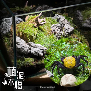 大灰蘚苔蘚盒🌱苔蘚DIY生態瓶、惡魔蟹樹蛙蠑螈水陸缸、苔球、植物盆栽園藝造景使用