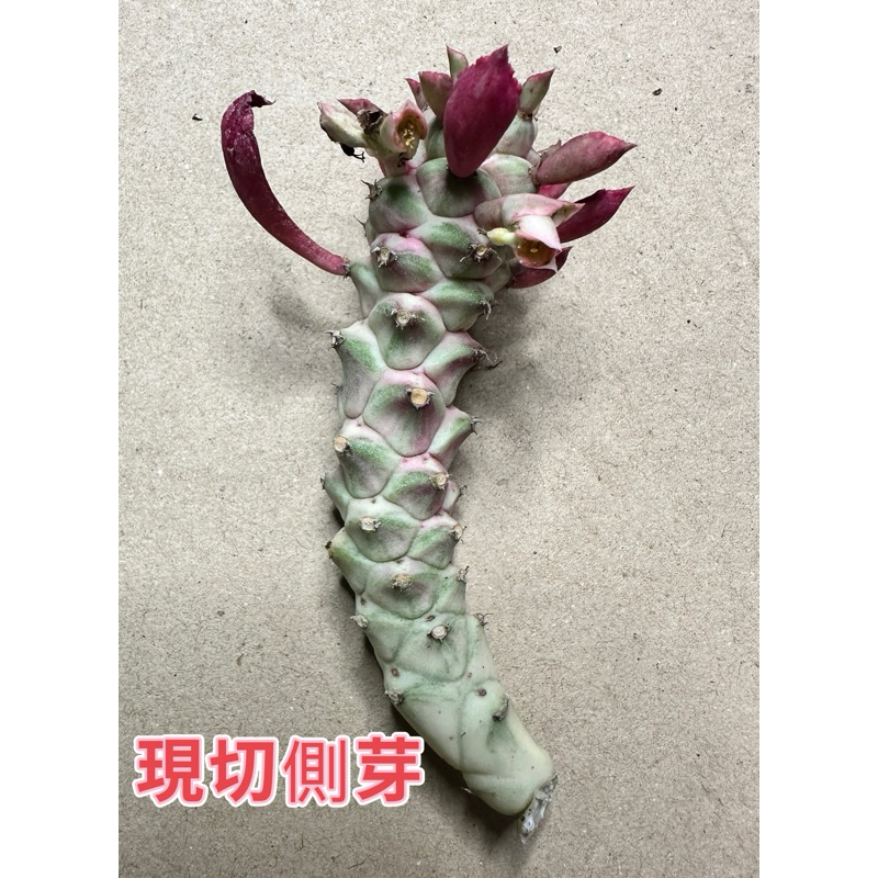 【外星人的植物園】翡翠閣錦 蒼龍閣錦 仙人掌 虎尾蘭 龍舌蘭 塊根 大戟 盆栽 植物 現貨【滿額免運】 | 蝦皮購物