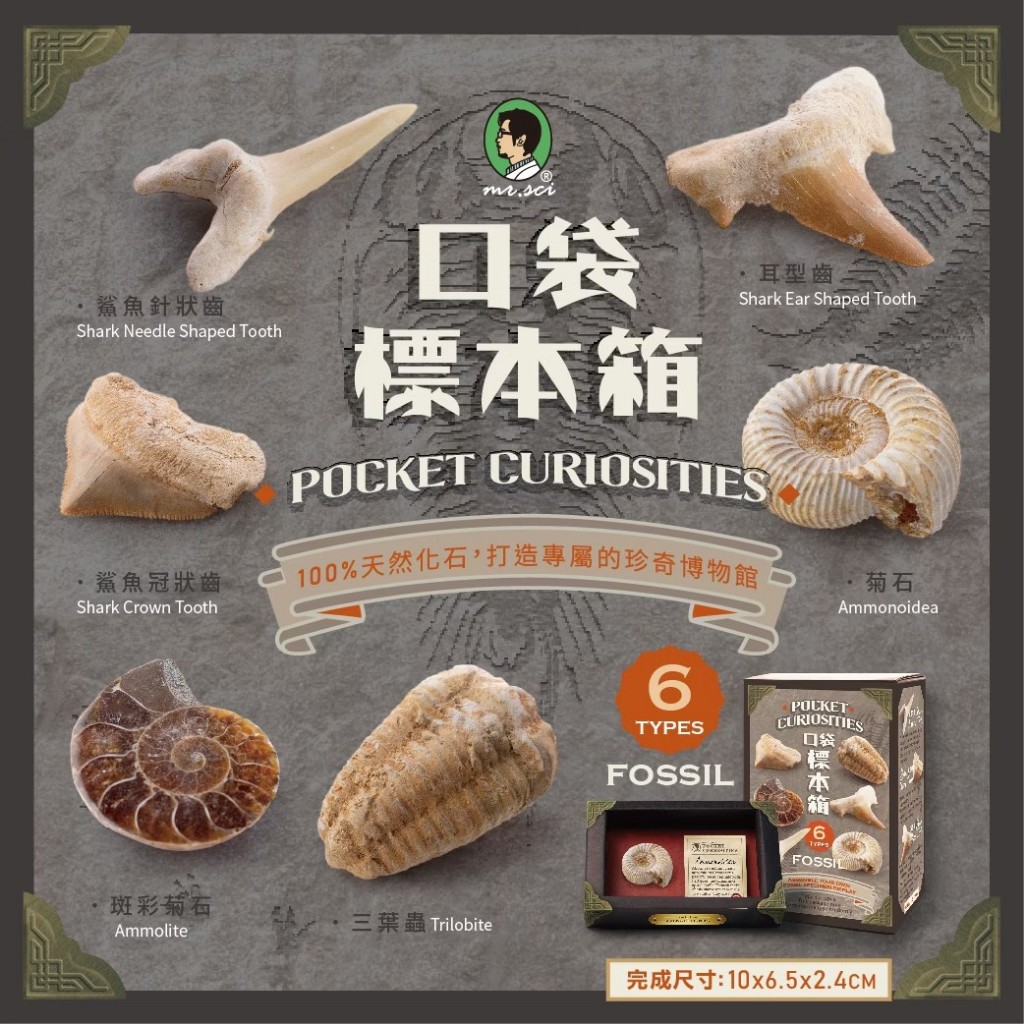 賽先生科學工廠｜口袋標本箱盲盒-未知的化石系列(六款隨機出貨) | 蝦皮購物