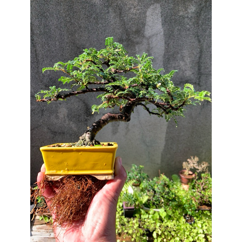 小品盆栽 逸品 イソサンショウ 磯山椒