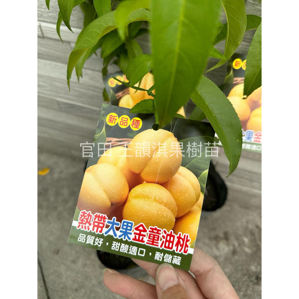 [農夫世家]熱帶水蜜桃嫁接苗🍑 平地種植 特大水蜜桃 紅玉 甜桃 蟠桃 豐香 鶯歌桃 黃金蜜桃 紅鈴 早生水蜜桃 果樹苗 | 蝦皮購物