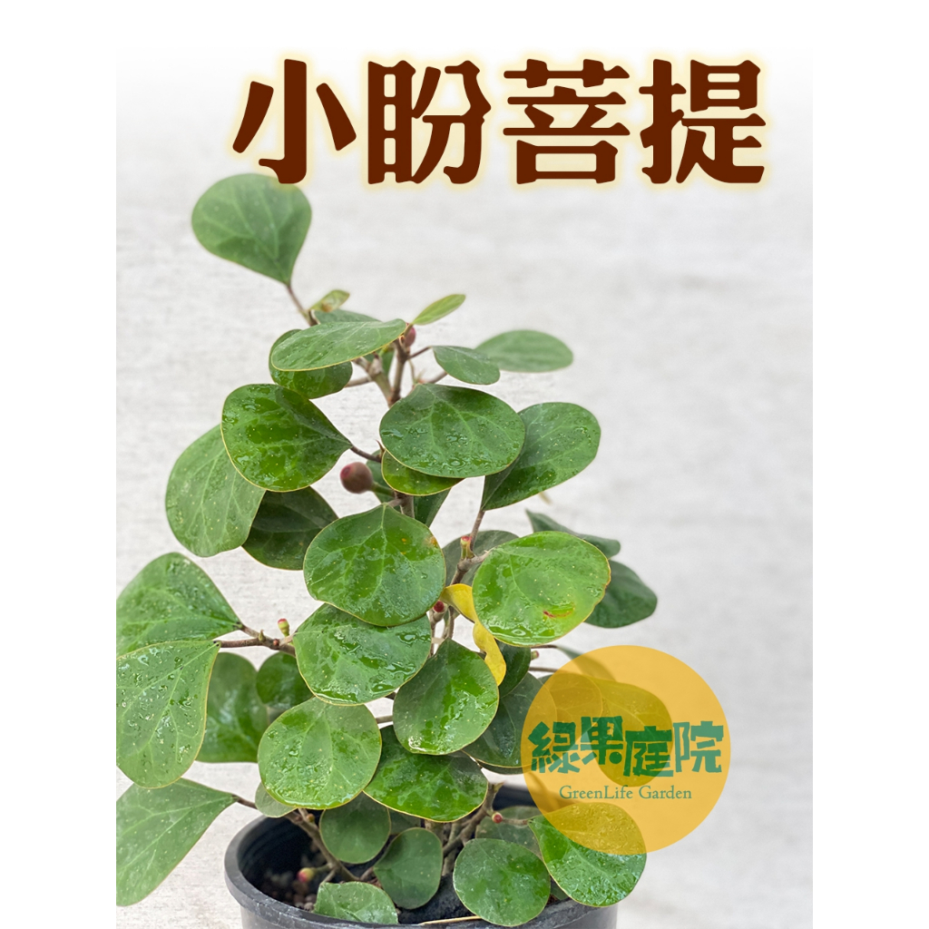 綠果庭院-花卉苗木 小盼菩提 巨美株 Ficus diversifolia 金背異葉圓葉榕 圓葉金錢榕 室內超耐陰好物 | 蝦皮購物