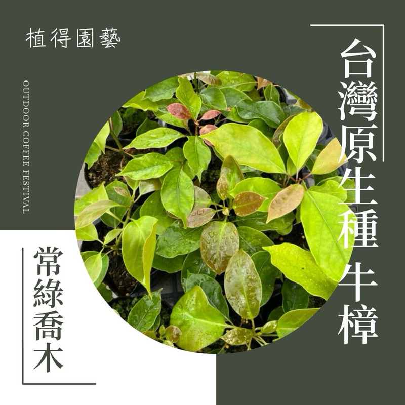 植得｜台灣原生種 牛樟｜多年生常綠喬木 | 蝦皮購物