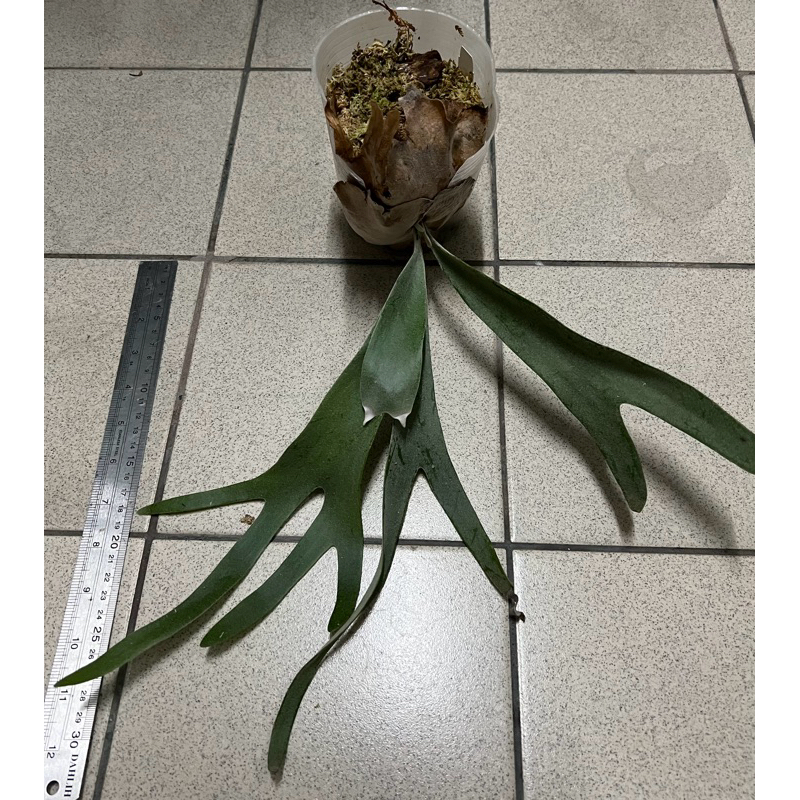 鹿角蕨P. Pewchan “Snow Queen F304 (雪后) | 蝦皮購物