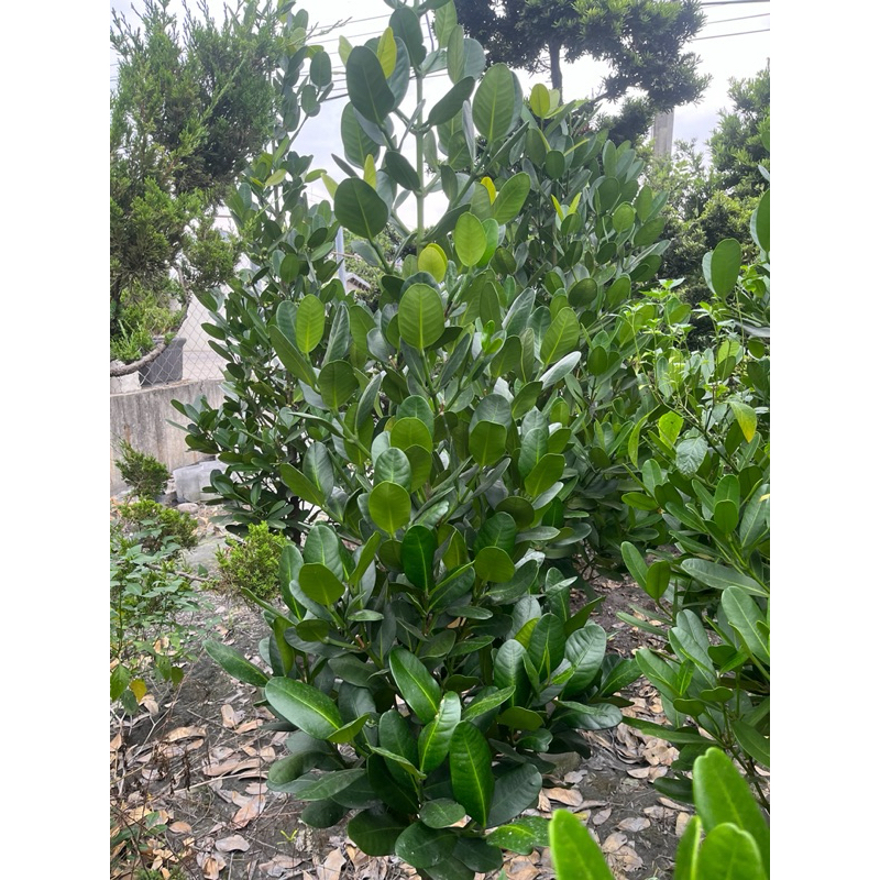 福木-風水樹/圍籬植栽/此商品無法從蝦皮寄 | 蝦皮購物