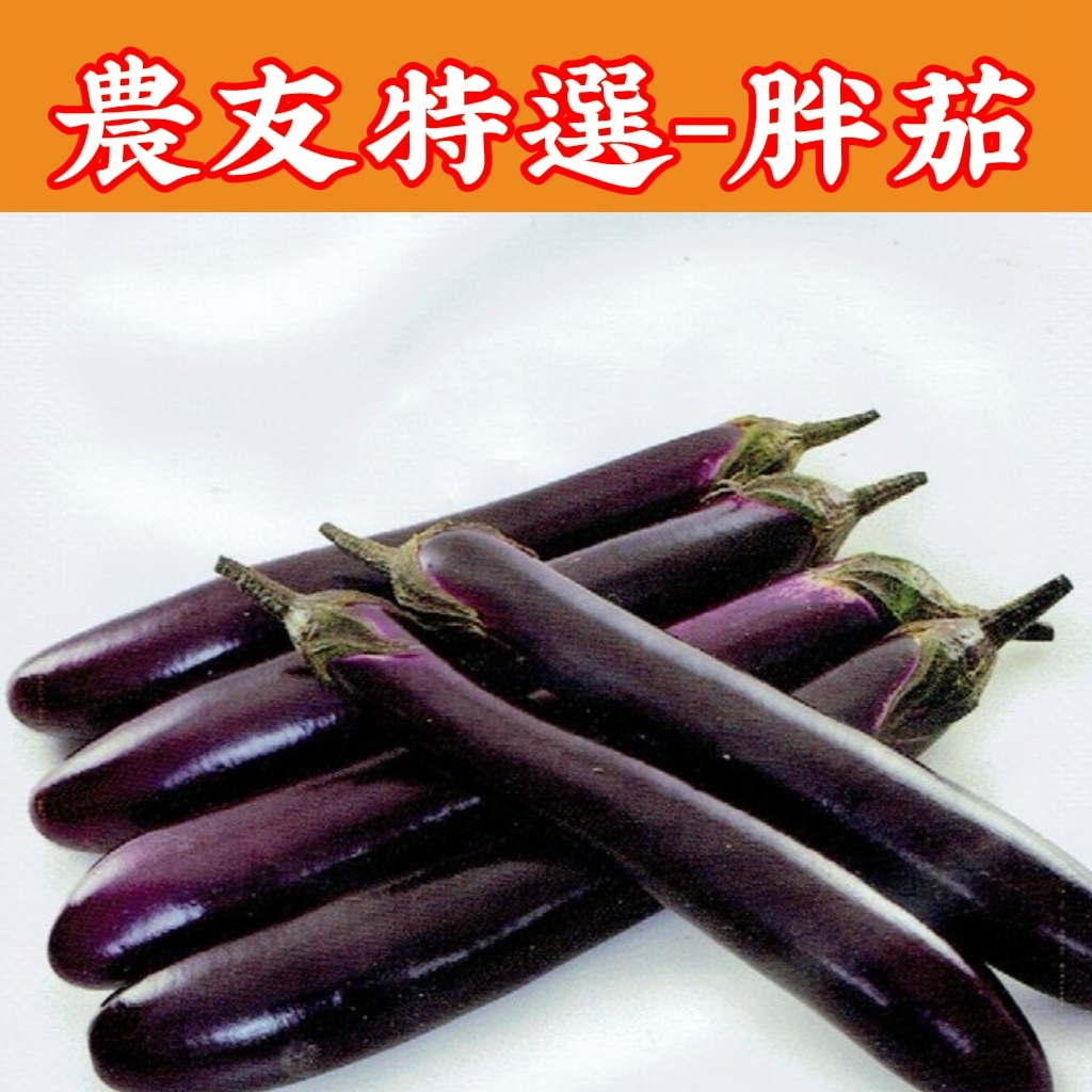現貨】胖茄Eggplant (sv-400) 茄子【蔬果種子】農友種苗特選種子每包約
