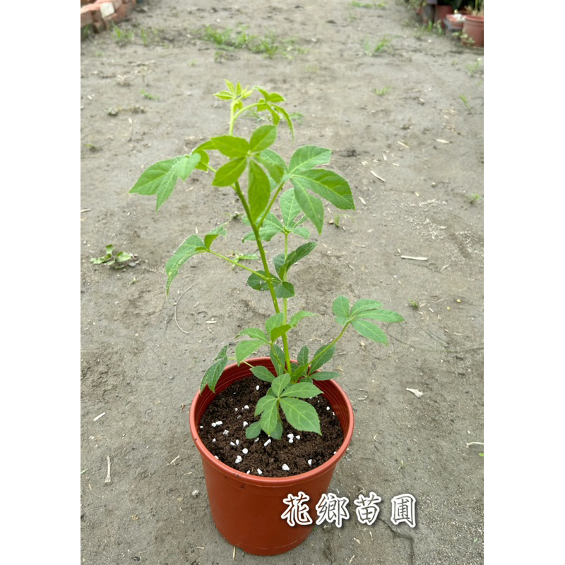 《花鄉苗圃》 刺五加 | 蝦皮購物