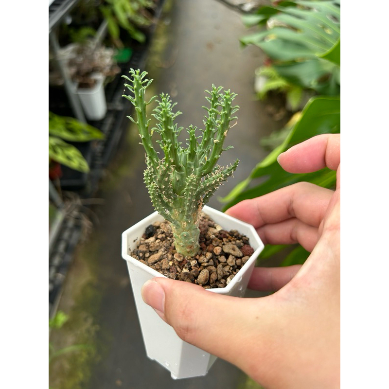 Euphorbia fusca 蠻蛇頭大戟實生苗| 蝦皮購物