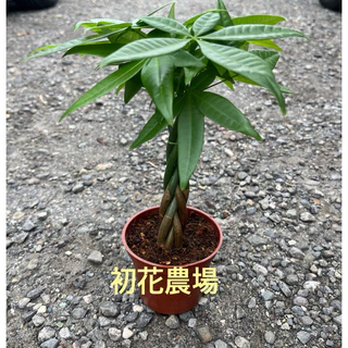 初花農場2店｜馬拉巴栗｜發財樹｜斑葉發財樹｜3寸盆/5寸盆｜室內植物｜桌上型觀賞植株，財位綠植｜