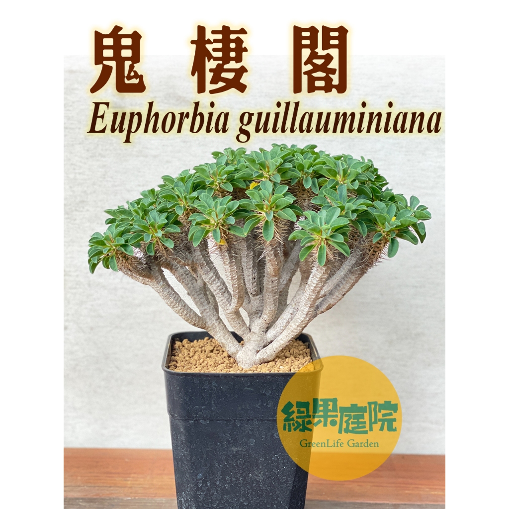 綠果庭院-大戟-鬼棲閣實生株Euphorbia guillauminiana 大戟科多肉植物奇形怪狀植株天然藝術| 蝦皮購物