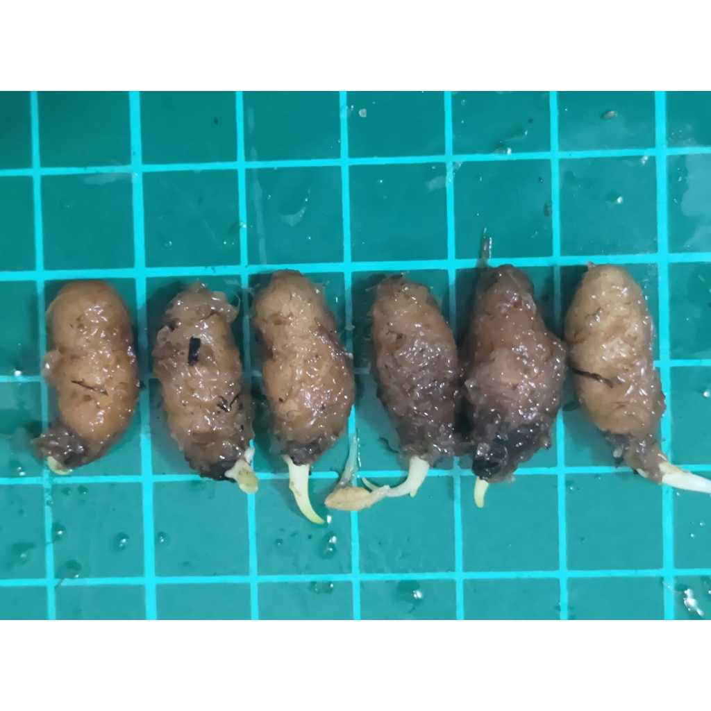 ✿迷妳馬的日本花草✿2026進口球根鷺草球根/銀河白覆輪山野草| 蝦皮購物