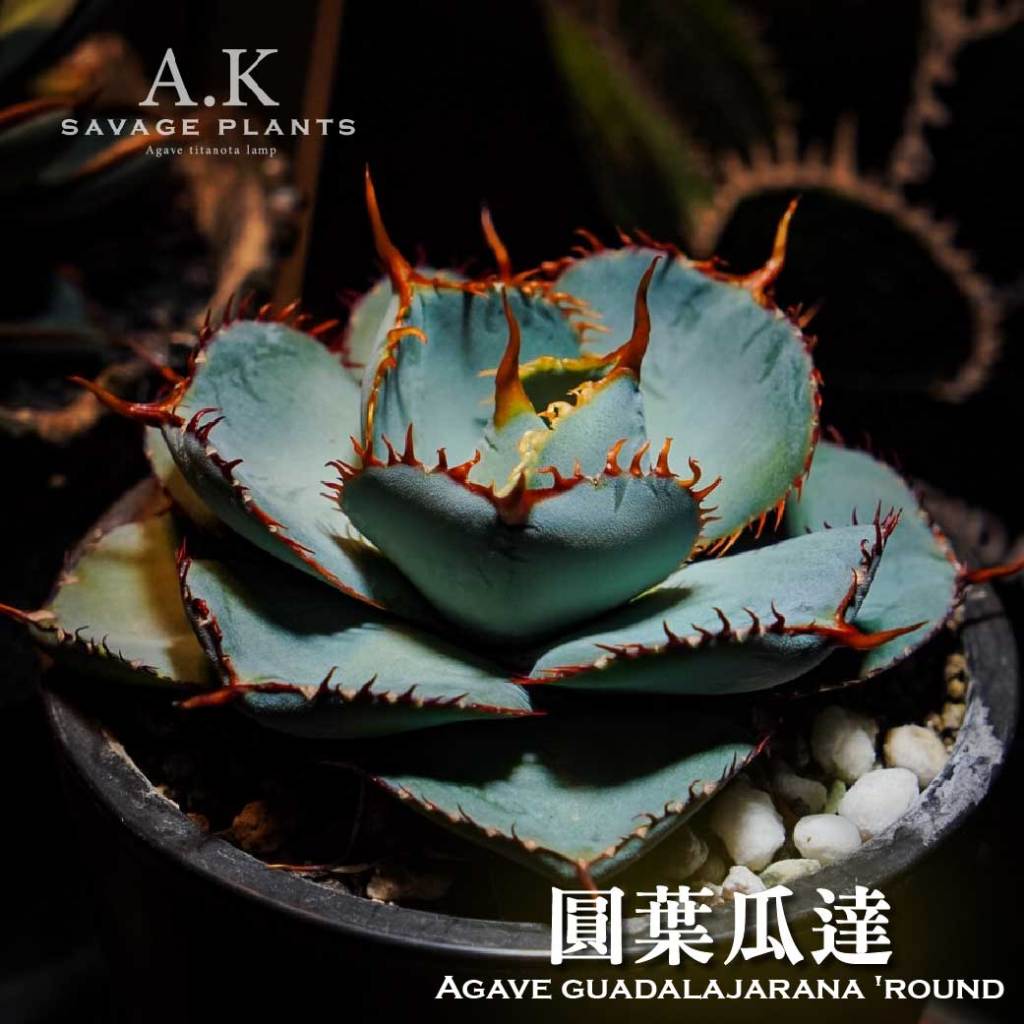A.K SAVAGE PLANTS》Guadalajarana圓葉瓜達『一物一拍』龍舌蘭｜嚴龍