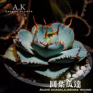 子株 Agave 圓葉瓜達 guadalajarana Round アガベ グアダラハラナ