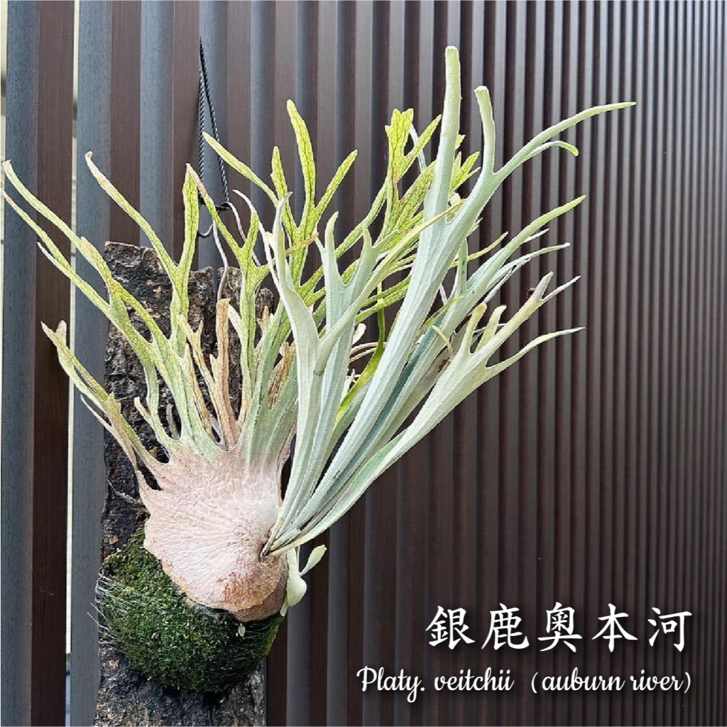 銀鹿 銀鹿奧本河（孢子苗）】【2.5吋盆、編號選株】鹿角蕨森林賣場有智利水