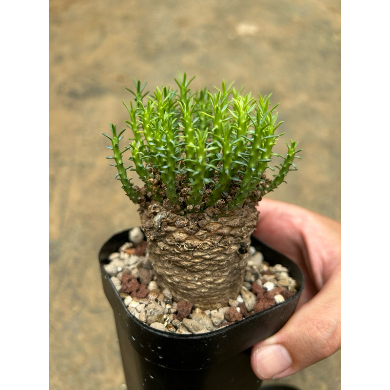 isla del pescado - Euphorbia gatbergensis-鷲卵丸