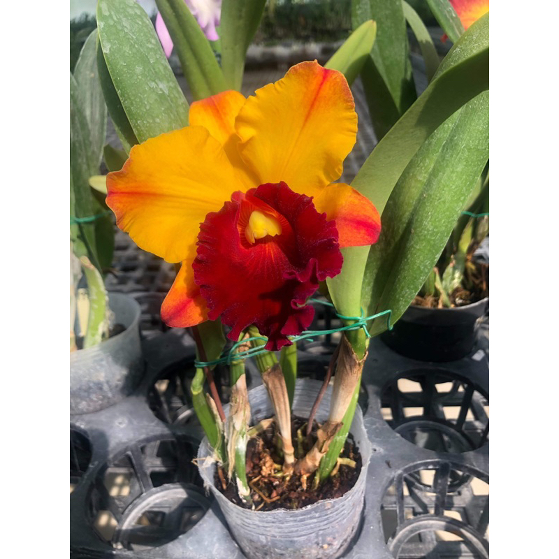 姬香 6775嘉德麗雅蘭 Liu's Joyance 'Panther' 售植株 | 蝦皮購物